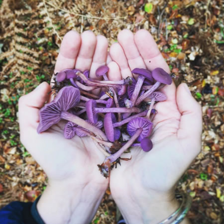 Foraging on the Isle of Wight